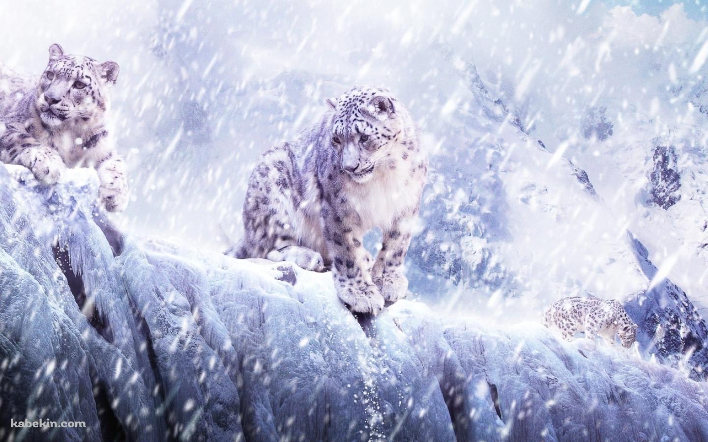 豪雪の中の2匹の雪豹の壁紙(1440px x 900px) 高画質 PC・デスクトップ用