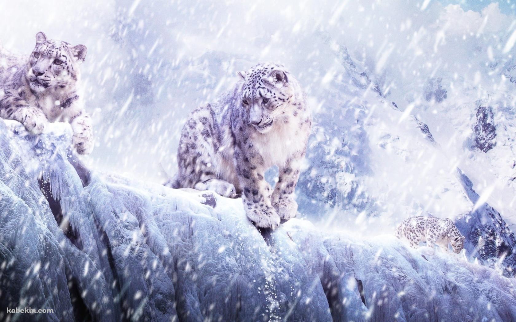 豪雪の中の2匹の雪豹の壁紙(1680px x 1050px) 高画質 PC・デスクトップ用
