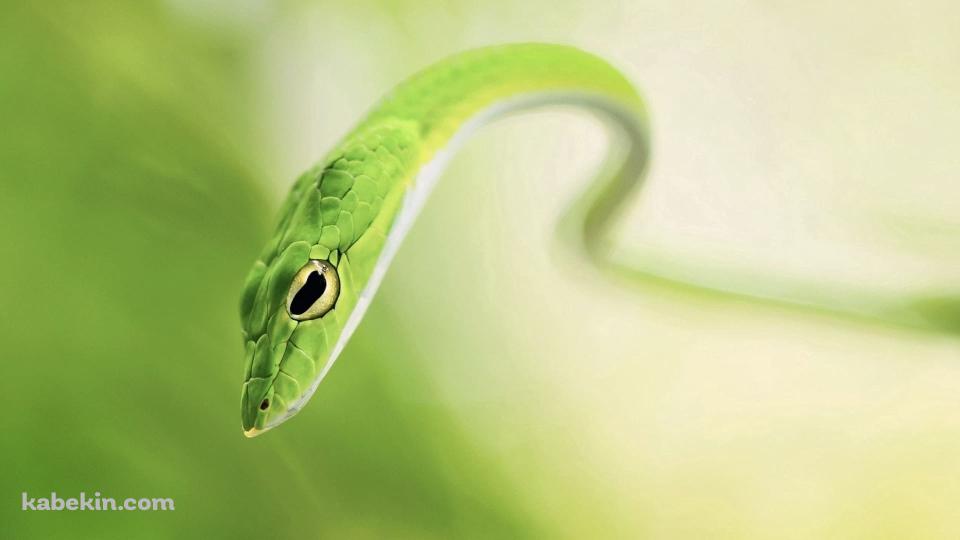 綺麗な黄緑の蛇 / ブラーの壁紙(960px x 540px) 高画質 PC・デスクトップ用