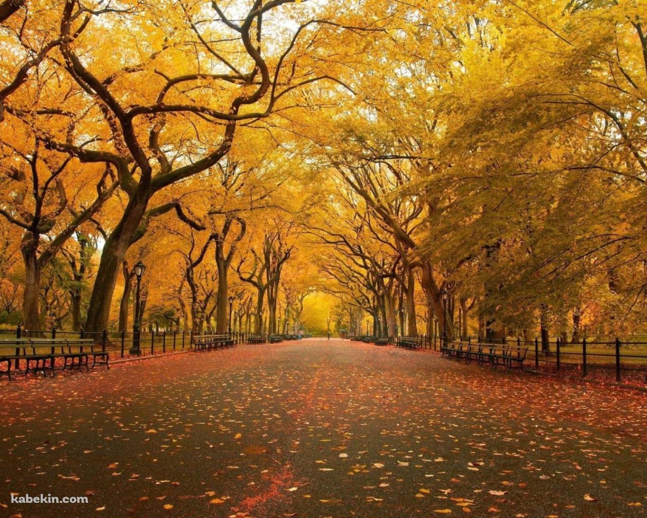 秋 / 綺麗な並木道 / 黄金色 / 落ち葉の壁紙(1280px x 1024px) 高画質 PC・デスクトップ用
