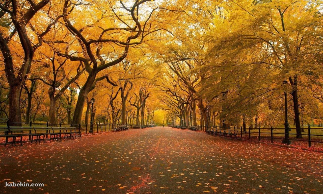 秋 / 綺麗な並木道 / 黄金色 / 落ち葉の壁紙(1280px x 768px) 高画質 PC・デスクトップ用