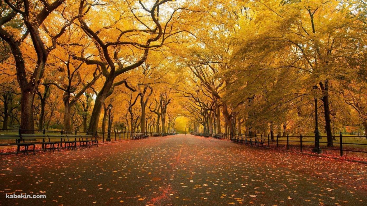 秋 / 綺麗な並木道 / 黄金色 / 落ち葉の壁紙(1391px x 783px) 高画質 PC・デスクトップ用