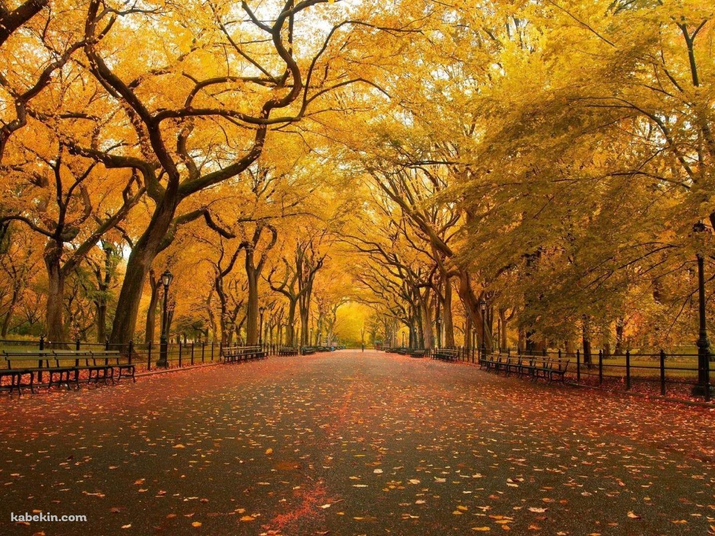 秋 / 綺麗な並木道 / 黄金色 / 落ち葉の壁紙(1440px x 1080px) 高画質 PC・デスクトップ用