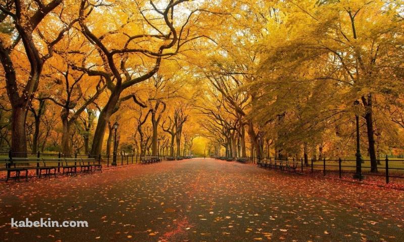 秋 / 綺麗な並木道 / 黄金色 / 落ち葉の壁紙(800px x 480px) 高画質 PC・デスクトップ用