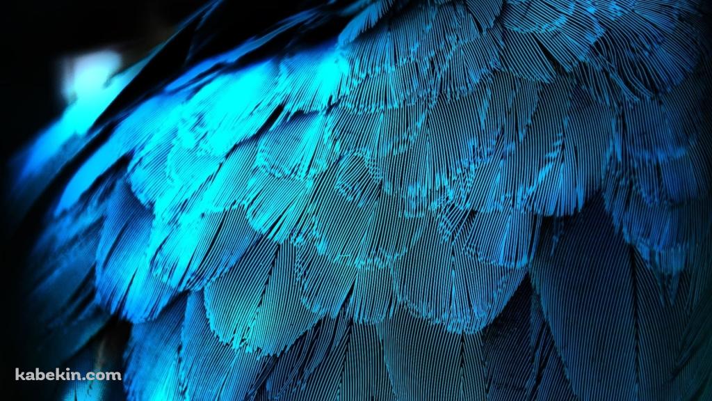 水色の鳥 オウムの羽の壁紙(1024px x 576px) 高画質 PC・デスクトップ用