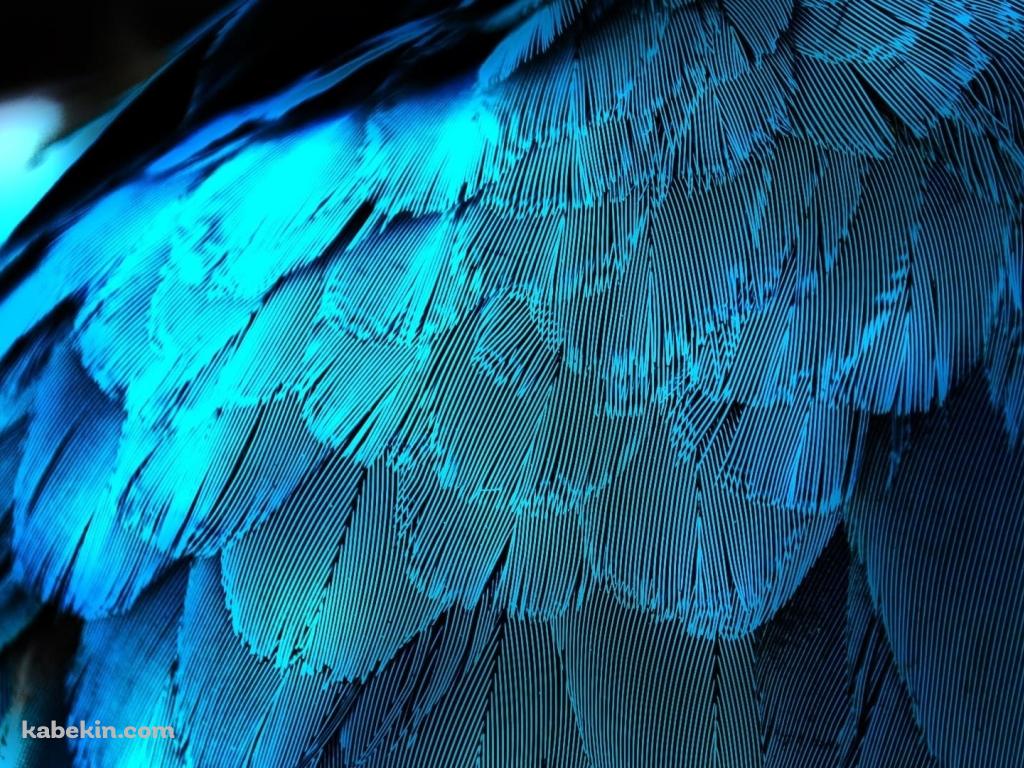 水色の鳥 オウムの羽の壁紙(1024px x 768px) 高画質 PC・デスクトップ用