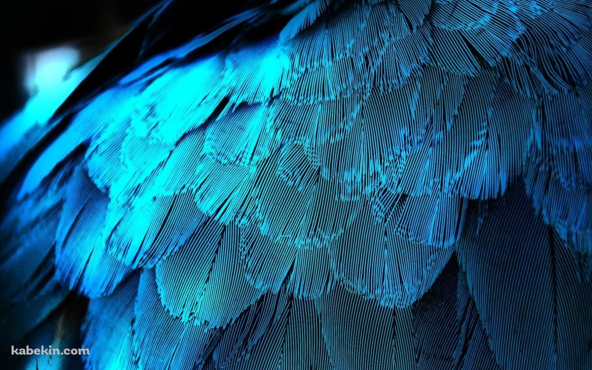 水色の鳥 オウムの羽の壁紙(1152px x 720px) 高画質 PC・デスクトップ用