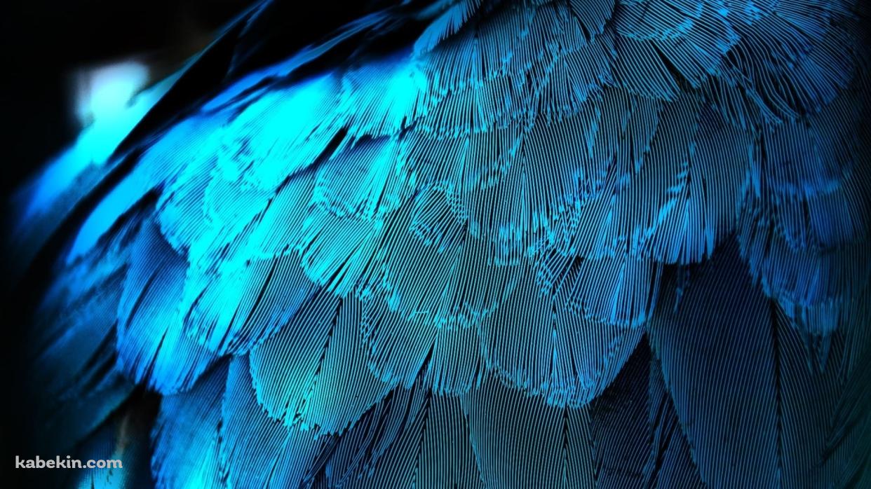 水色の鳥 オウムの羽の壁紙(1242px x 698px) 高画質 PC・デスクトップ用
