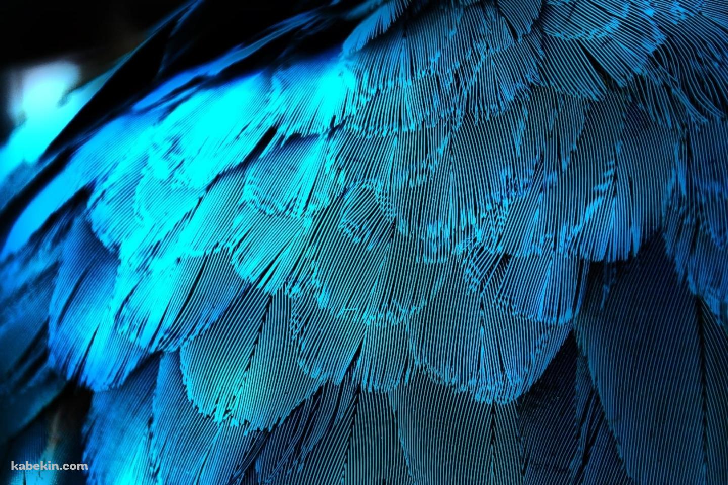 水色の鳥 オウムの羽の壁紙(1440px x 960px) 高画質 PC・デスクトップ用
