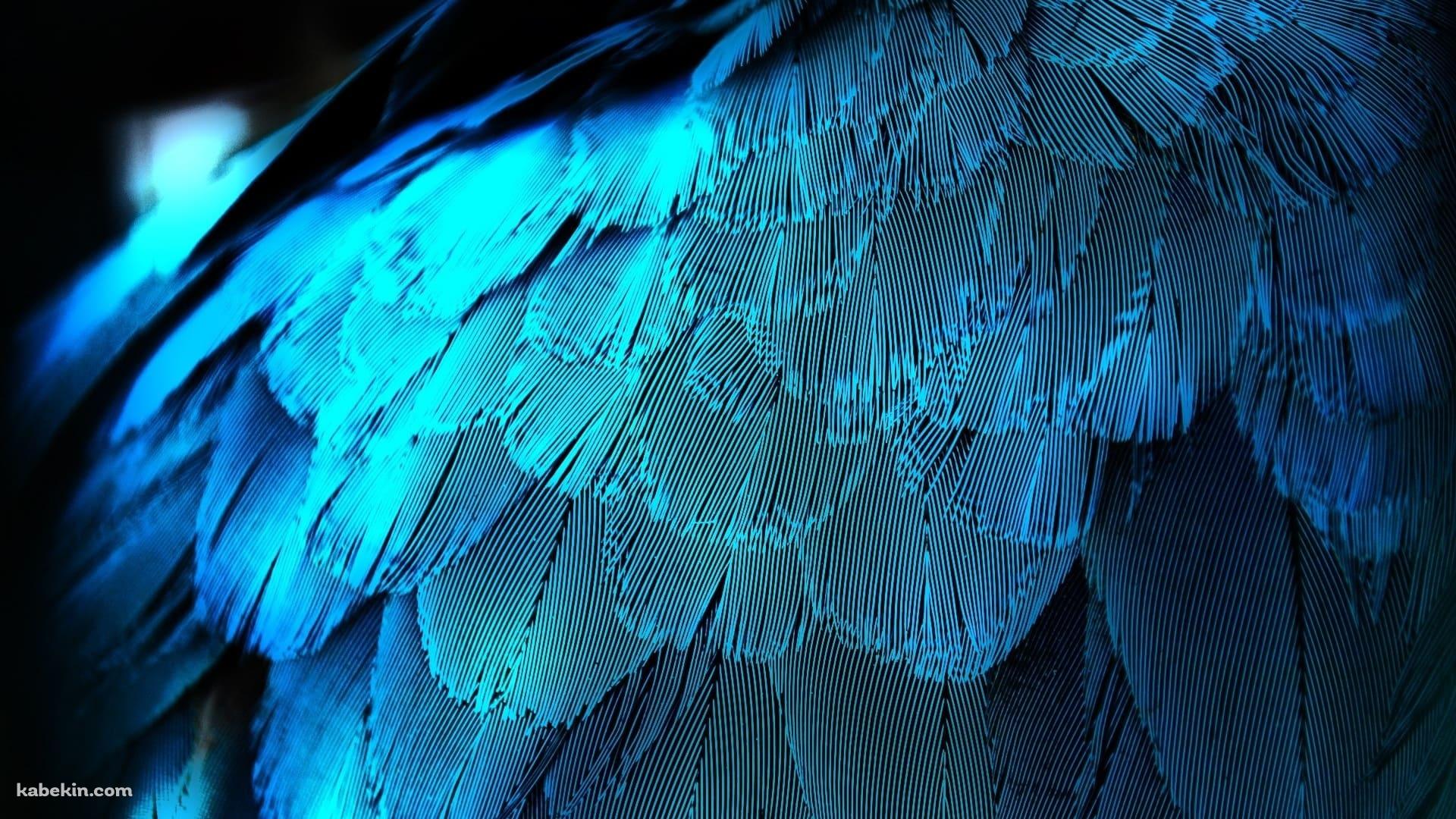 水色の鳥 オウムの羽の壁紙(1920px x 1080px) 高画質 PC・デスクトップ用