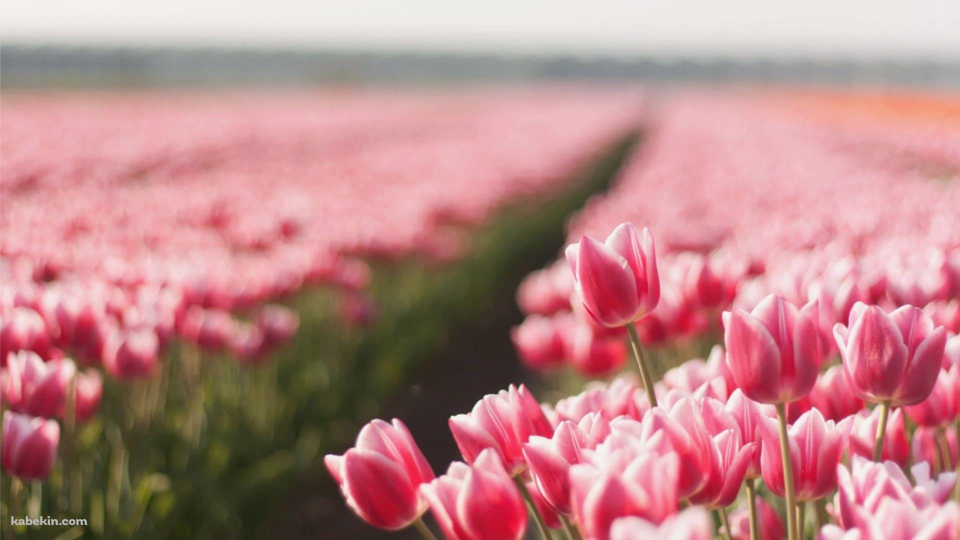 ブラーがかかったピンクのチューリップの綺麗な花畑の壁紙(1920px x 1080px) 高画質 PC・デスクトップ用