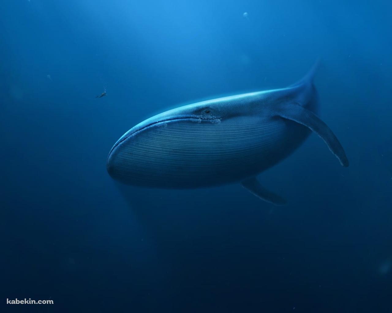 泳ぐシロナガスクジラと小さなダイバーの壁紙(1280px x 1024px) 高画質 PC・デスクトップ用