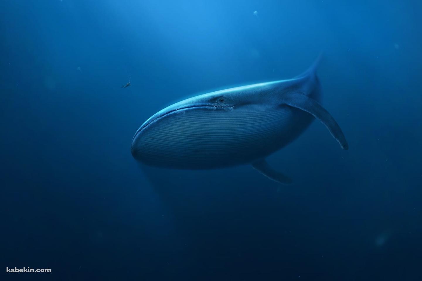 泳ぐシロナガスクジラと小さなダイバーの壁紙(1440px x 960px) 高画質 PC・デスクトップ用
