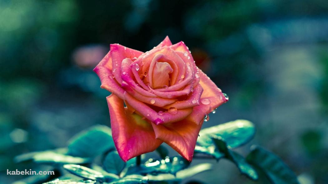 水滴のついた綺麗なピンクの薔薇 / クローズアップ / 美麗の壁紙(1051px x 591px) 高画質 PC・デスクトップ用