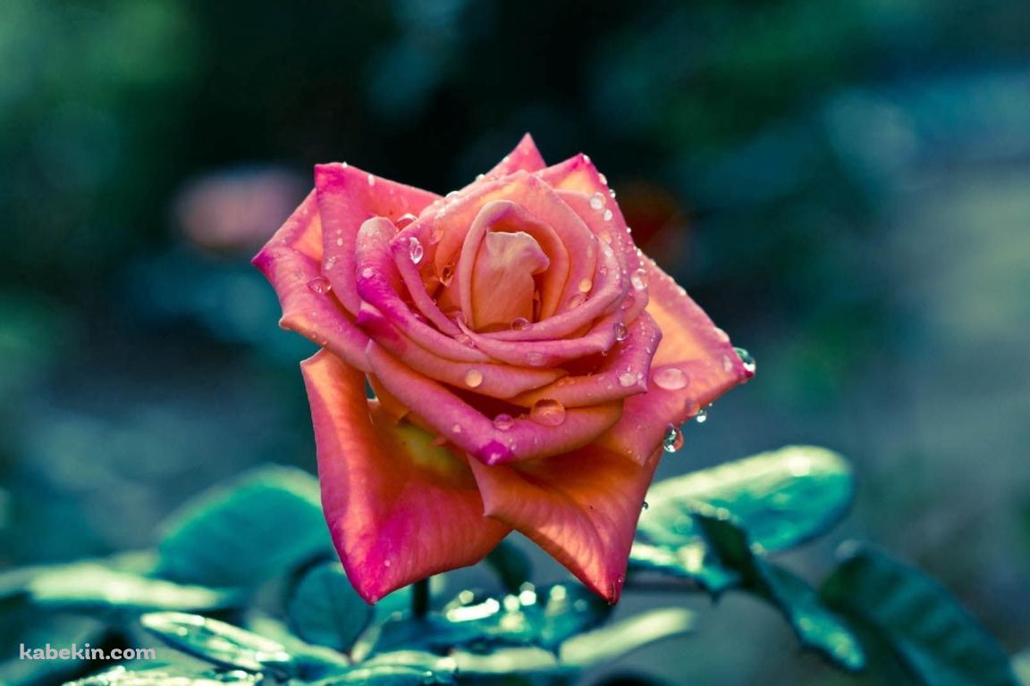 水滴のついた綺麗なピンクの薔薇 / クローズアップ / 美麗の壁紙(1152px x 768px) 高画質 PC・デスクトップ用