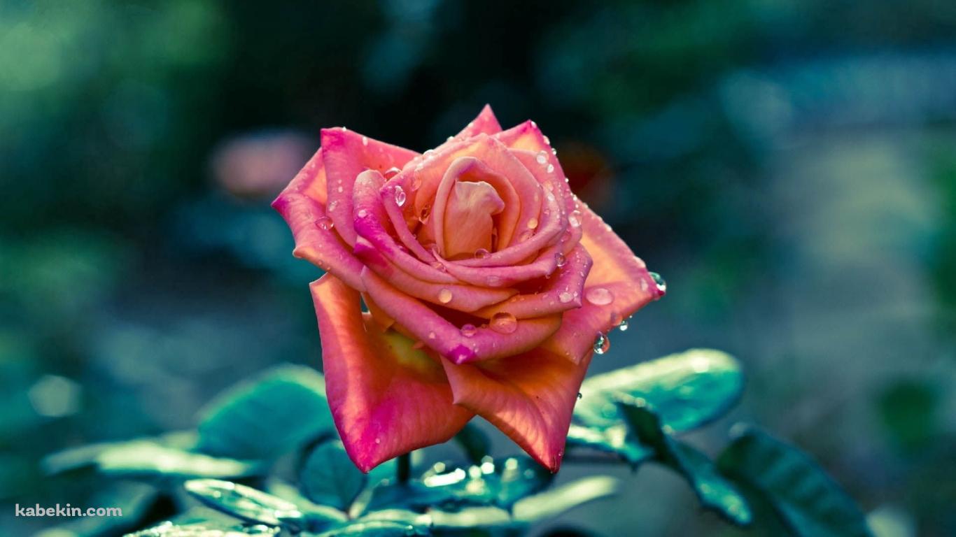 水滴のついた綺麗なピンクの薔薇 / クローズアップ / 美麗の壁紙(1366px x 768px) 高画質 PC・デスクトップ用