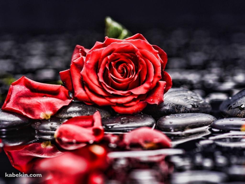 水に濡れた赤い薔薇と黒い石の壁紙(1024px x 768px) 高画質 PC・デスクトップ用