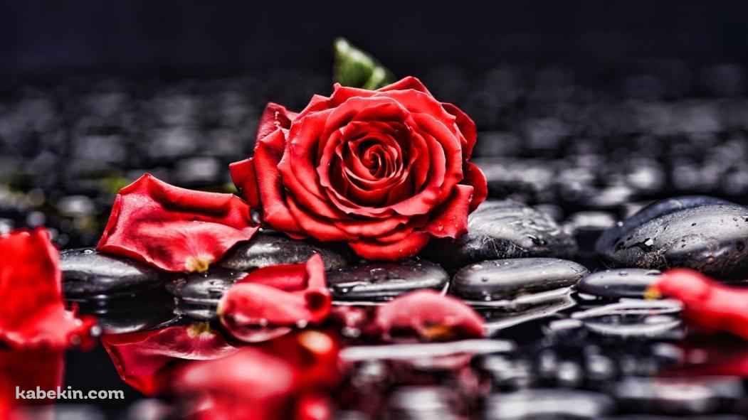 水に濡れた赤い薔薇と黒い石の壁紙(1051px x 591px) 高画質 PC・デスクトップ用