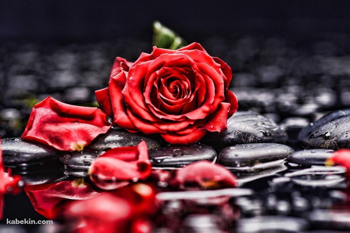 水に濡れた赤い薔薇と黒い石の壁紙(1152px x 768px) 高画質 PC・デスクトップ用