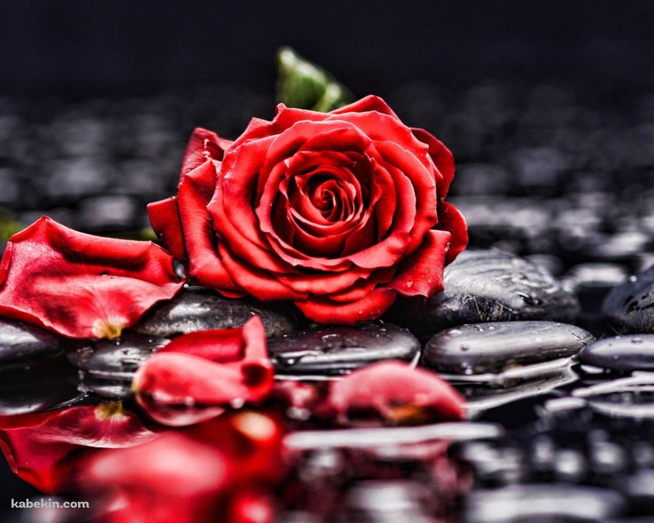 水に濡れた赤い薔薇と黒い石の壁紙(1280px x 1024px) 高画質 PC・デスクトップ用