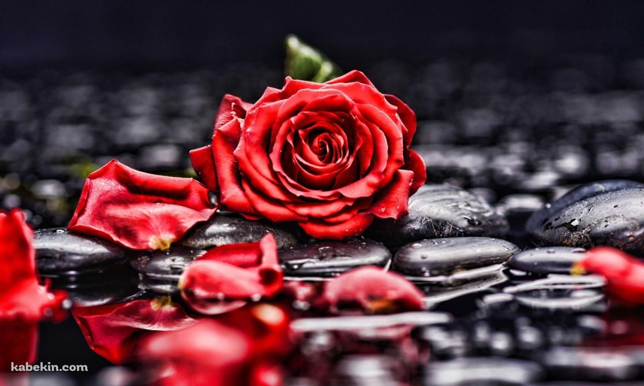 水に濡れた赤い薔薇と黒い石の壁紙(1280px x 768px) 高画質 PC・デスクトップ用