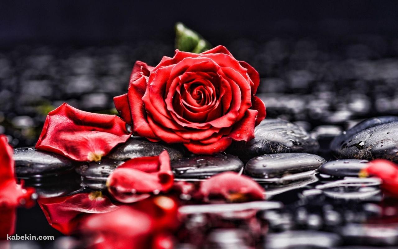 水に濡れた赤い薔薇と黒い石の壁紙(1280px x 800px) 高画質 PC・デスクトップ用