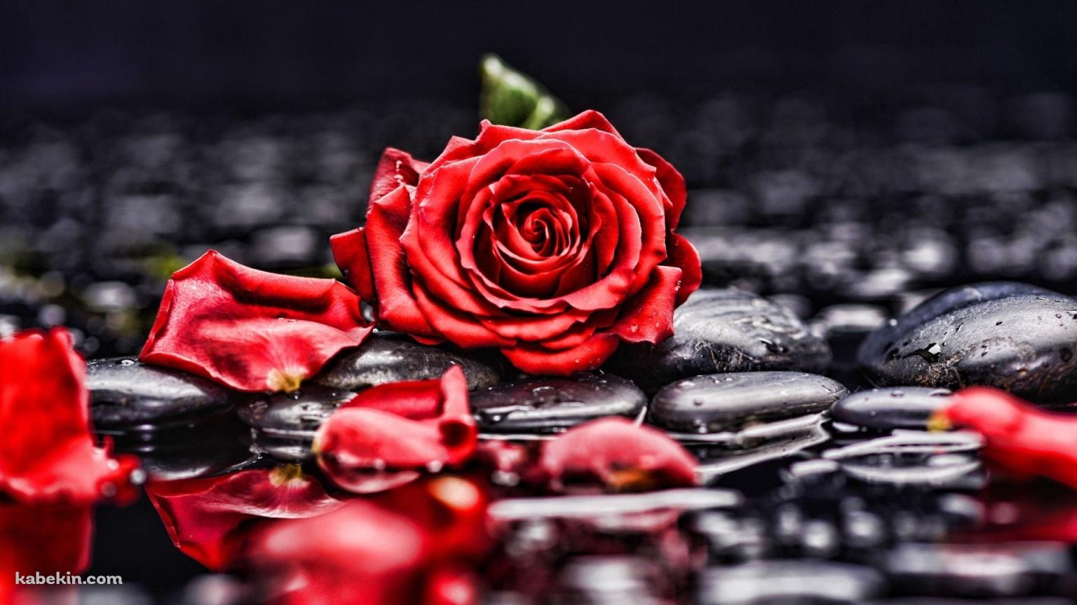 水に濡れた赤い薔薇と黒い石の壁紙(1536px x 864px) 高画質 PC・デスクトップ用