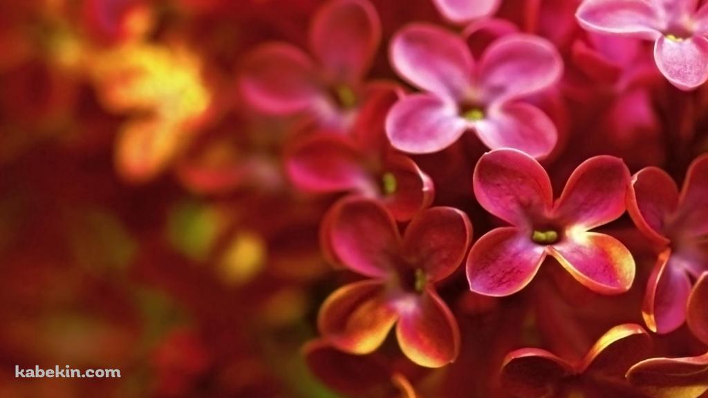 ピンクと黄色のライラックの花の壁紙(1024px x 576px) 高画質 PC・デスクトップ用
