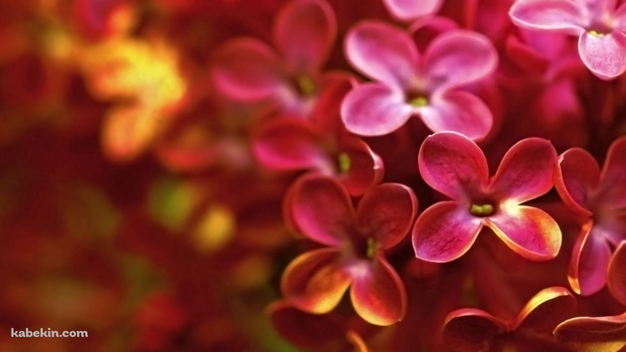 ピンクと黄色のライラックの花の壁紙(1242px x 698px) 高画質 PC・デスクトップ用