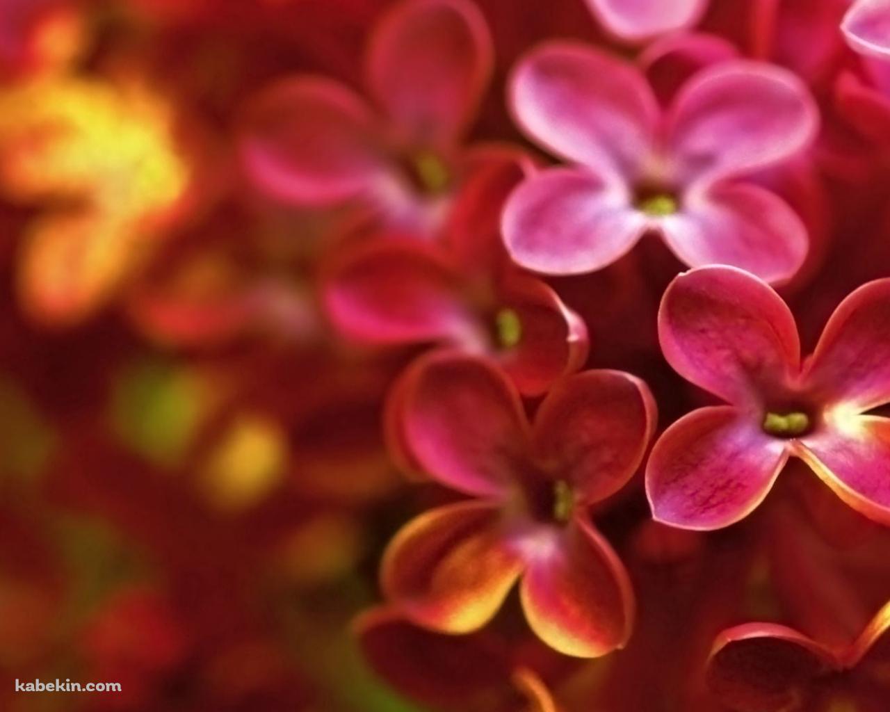 ピンクと黄色のライラックの花の壁紙(1280px x 1024px) 高画質 PC・デスクトップ用