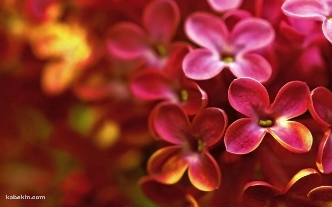 ピンクと黄色のライラックの花の壁紙(1280px x 800px) 高画質 PC・デスクトップ用