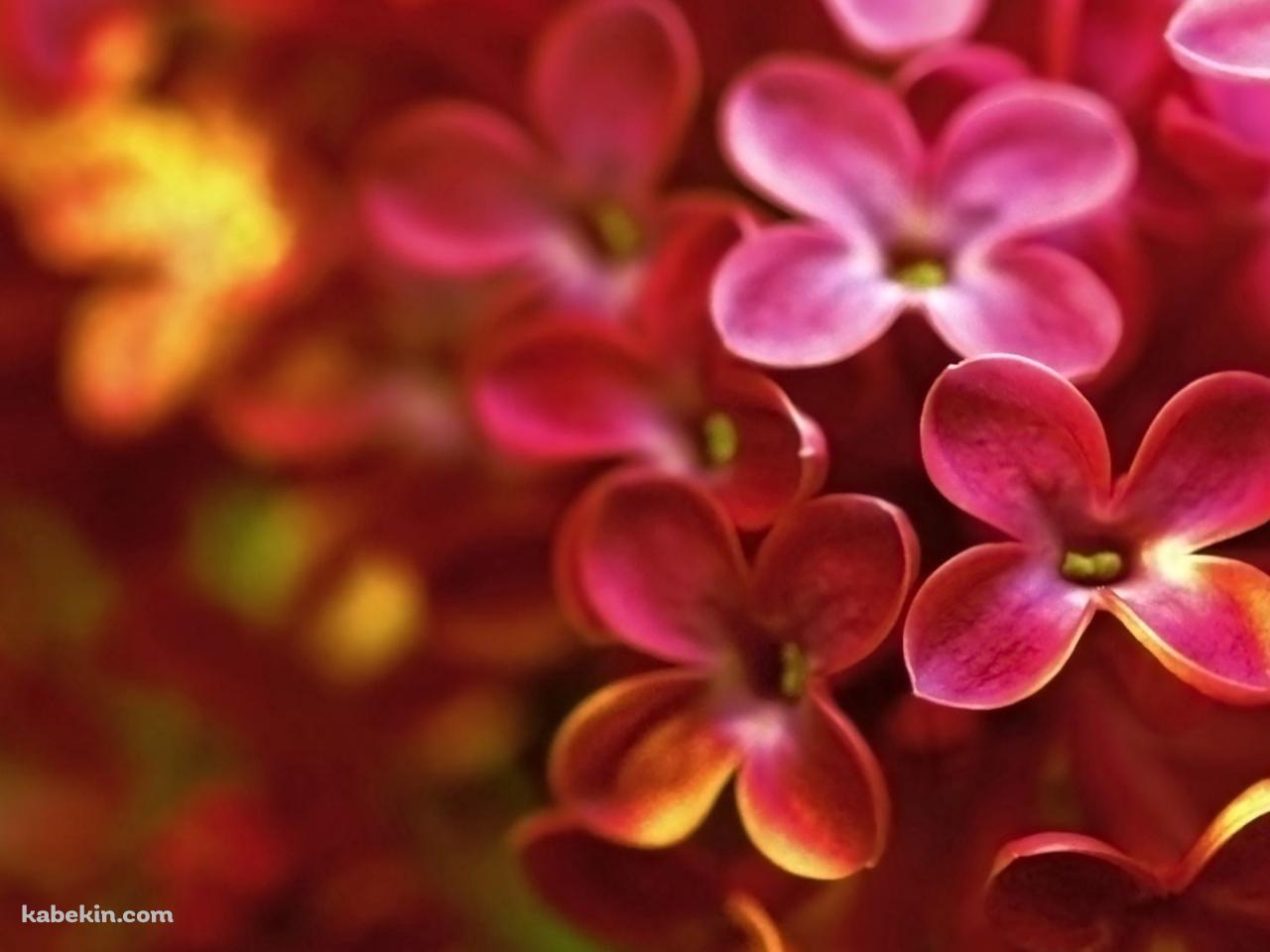 ピンクと黄色のライラックの花の壁紙(1280px x 960px) 高画質 PC・デスクトップ用