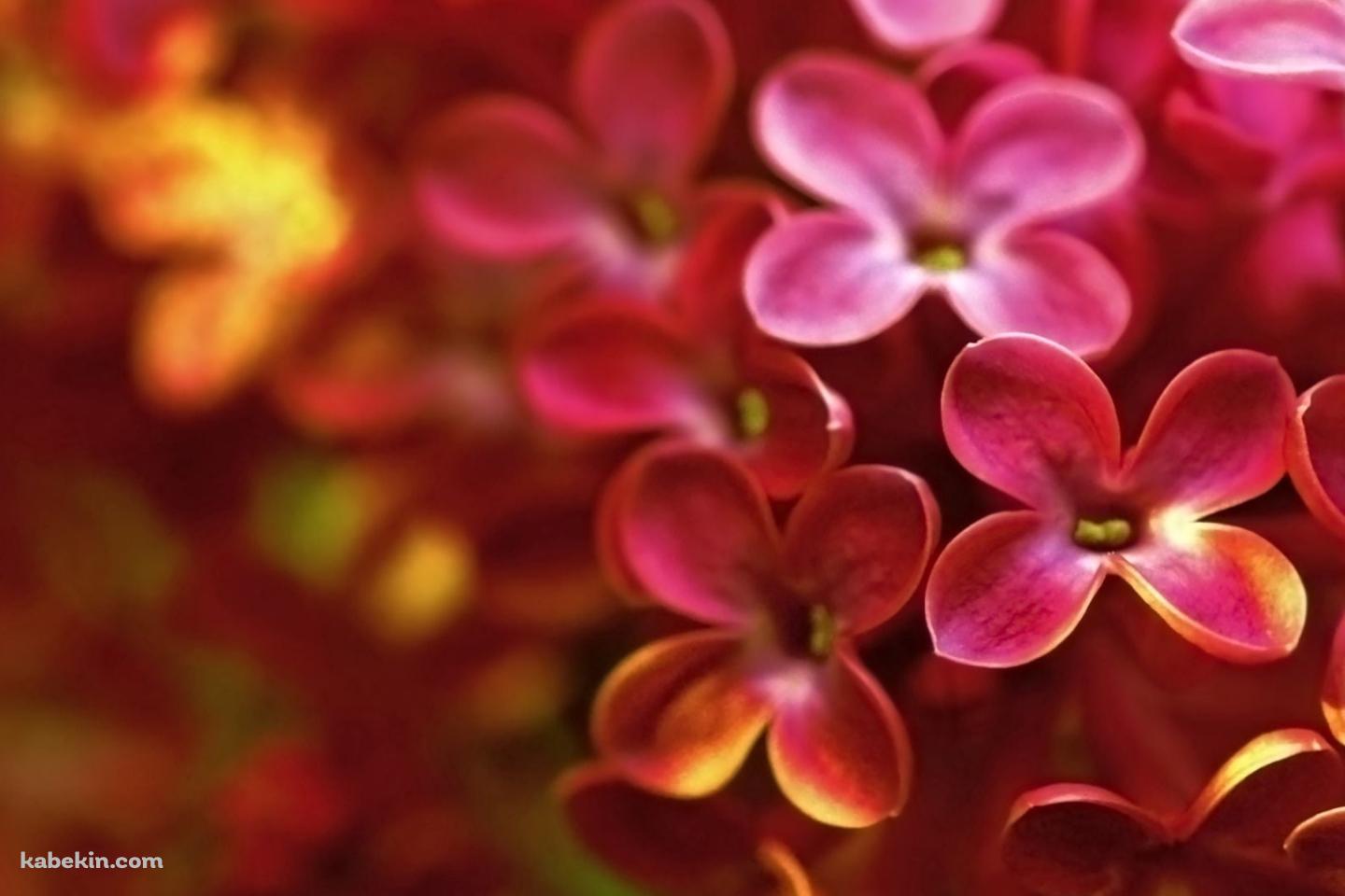 ピンクと黄色のライラックの花の壁紙(1440px x 960px) 高画質 PC・デスクトップ用