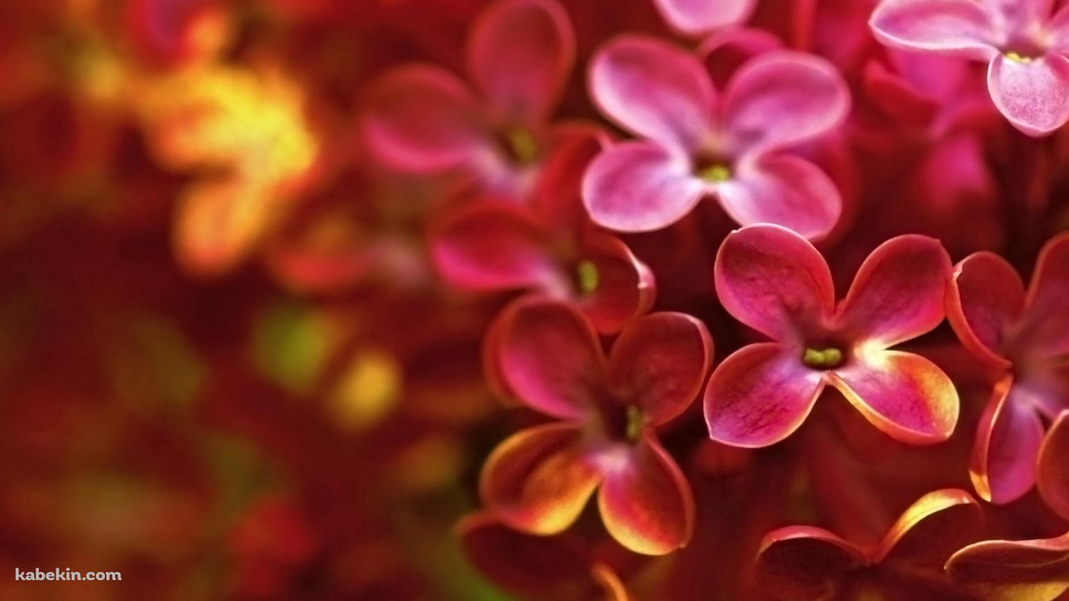 ピンクと黄色のライラックの花の壁紙(1536px x 864px) 高画質 PC・デスクトップ用