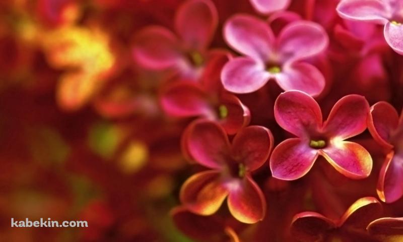 ピンクと黄色のライラックの花の壁紙(800px x 480px) 高画質 PC・デスクトップ用
