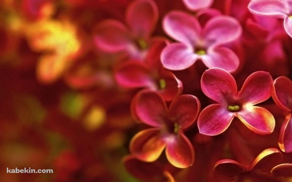 ピンクと黄色のライラックの花の壁紙(960px x 600px) 高画質 PC・デスクトップ用