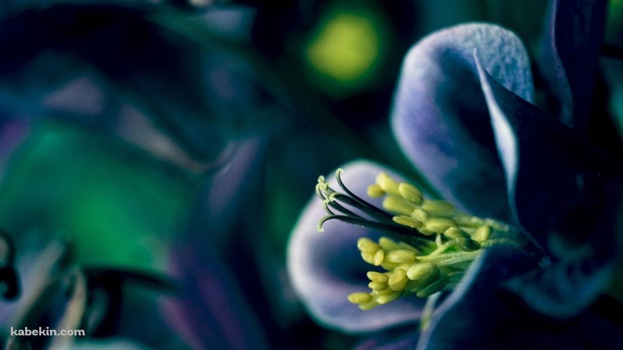 紫の花 / 黄色いおしべ / クローズアップの壁紙(1280px x 720px) 高画質 PC・デスクトップ用