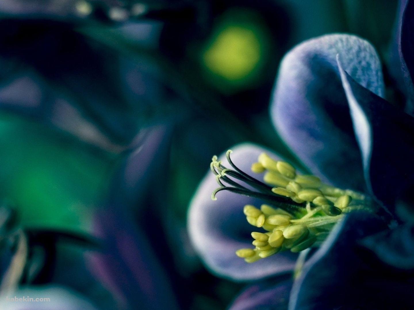 紫の花 / 黄色いおしべ / クローズアップの壁紙(1440px x 1080px) 高画質 PC・デスクトップ用