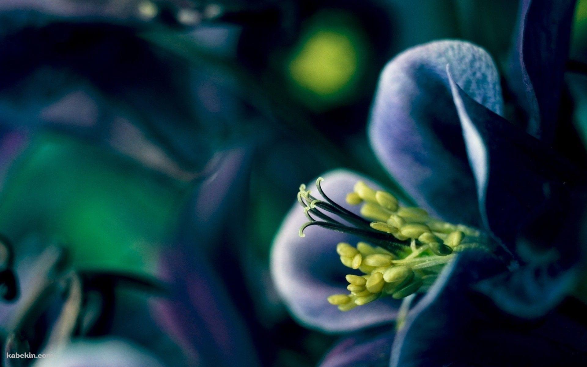 紫の花 / 黄色いおしべ / クローズアップの壁紙(1920px x 1200px) 高画質 PC・デスクトップ用