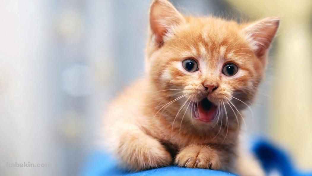 めちゃくちゃ驚いている可愛い子猫の壁紙(1051px x 591px) 高画質 PC・デスクトップ用