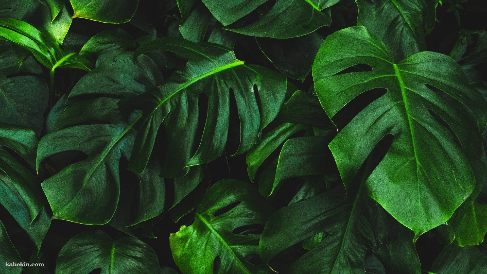 緑の濃淡のある綺麗な葉 / 熱帯雨林の壁紙(1920px x 1080px) 高画質 PC・デスクトップ用
