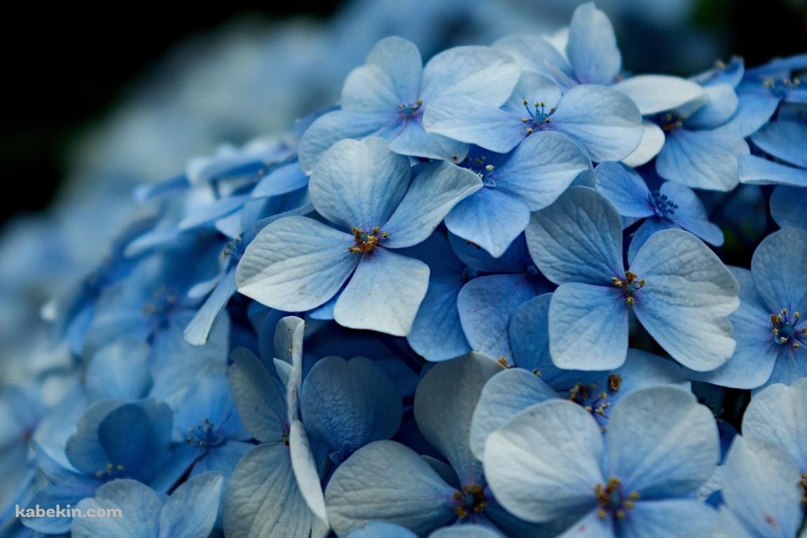 水色の濃淡のあるあじさい / Hydrangeaの壁紙(1152px x 768px) 高画質 PC・デスクトップ用