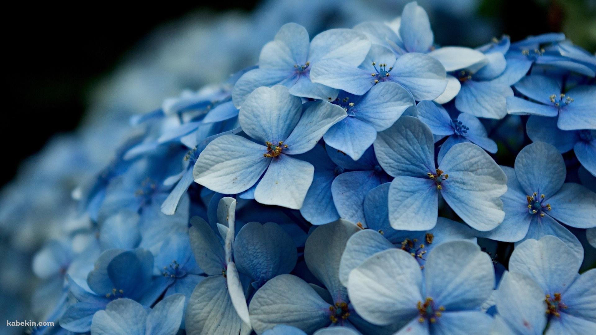 水色の濃淡のあるあじさい / Hydrangeaの壁紙(1920px x 1080px) 高画質 PC・デスクトップ用
