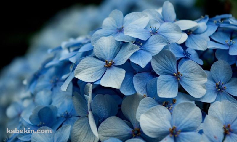 水色の濃淡のあるあじさい / Hydrangeaの壁紙(800px x 480px) 高画質 PC・デスクトップ用