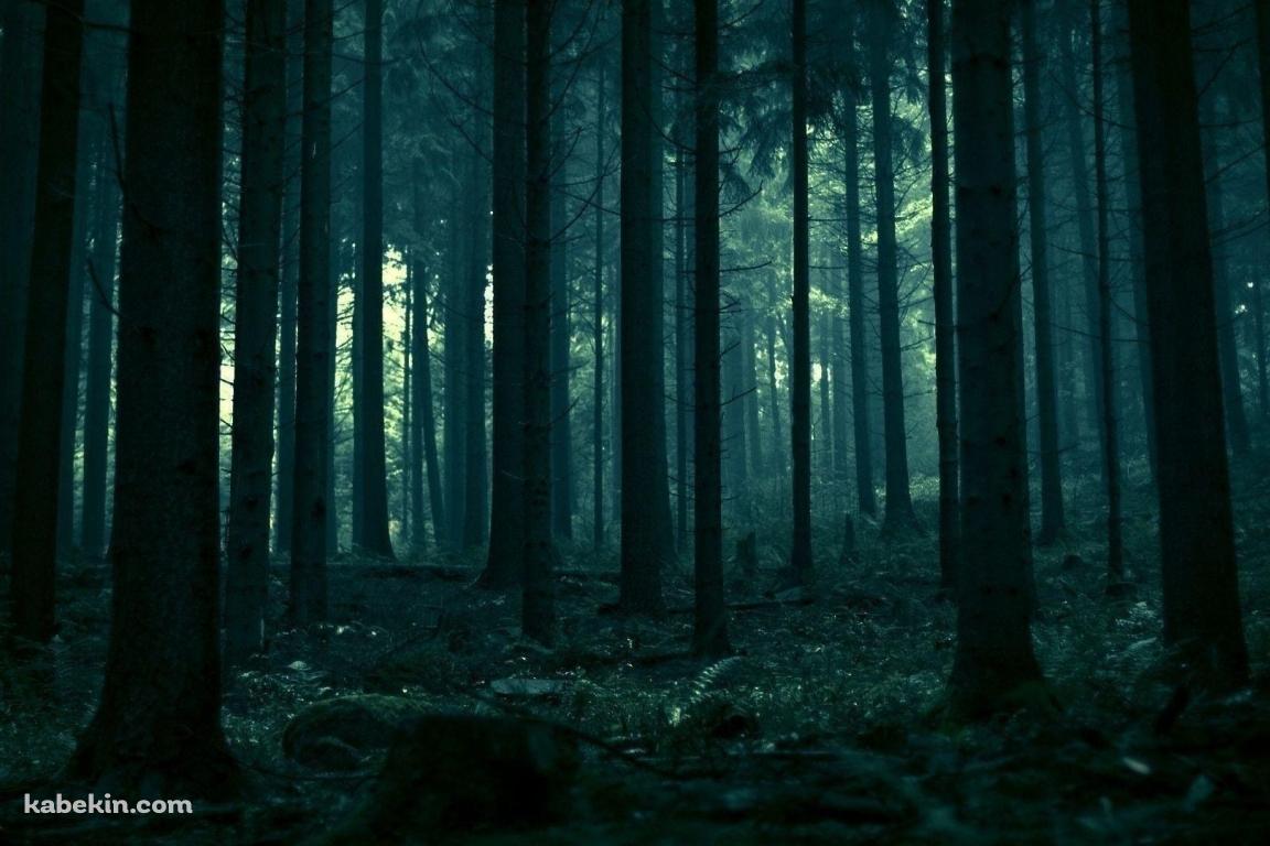 深い緑の森の壁紙(1152px x 768px) 高画質 PC・デスクトップ用