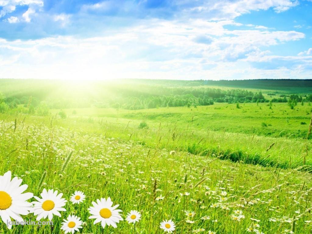 カモミールの花が咲く綺麗な草原の壁紙(1024px x 768px) 高画質 PC・デスクトップ用