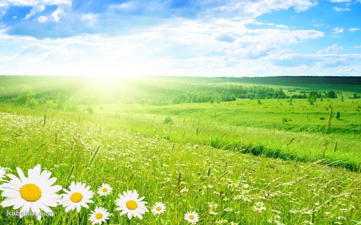 カモミールの花が咲く綺麗な草原の壁紙(1152px x 720px) 高画質 PC・デスクトップ用