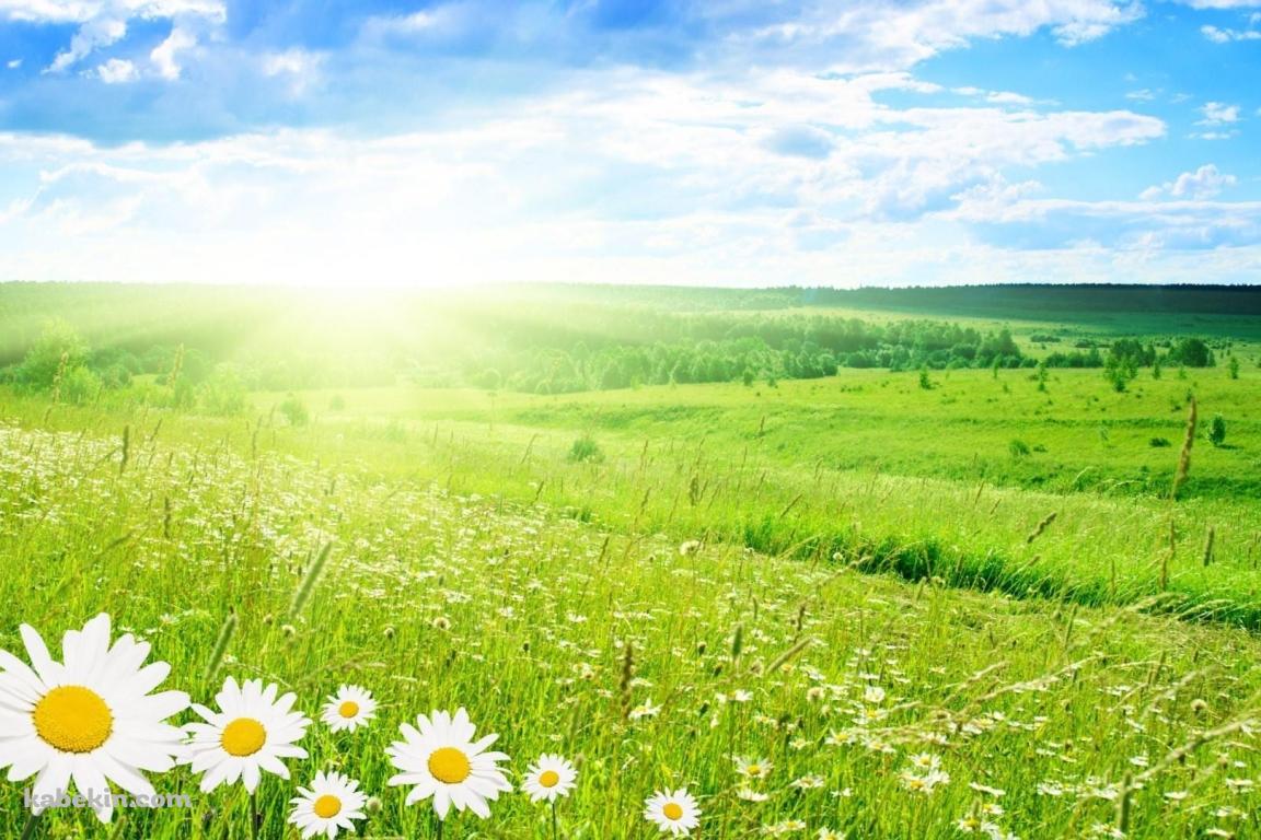 カモミールの花が咲く綺麗な草原の壁紙(1152px x 768px) 高画質 PC・デスクトップ用