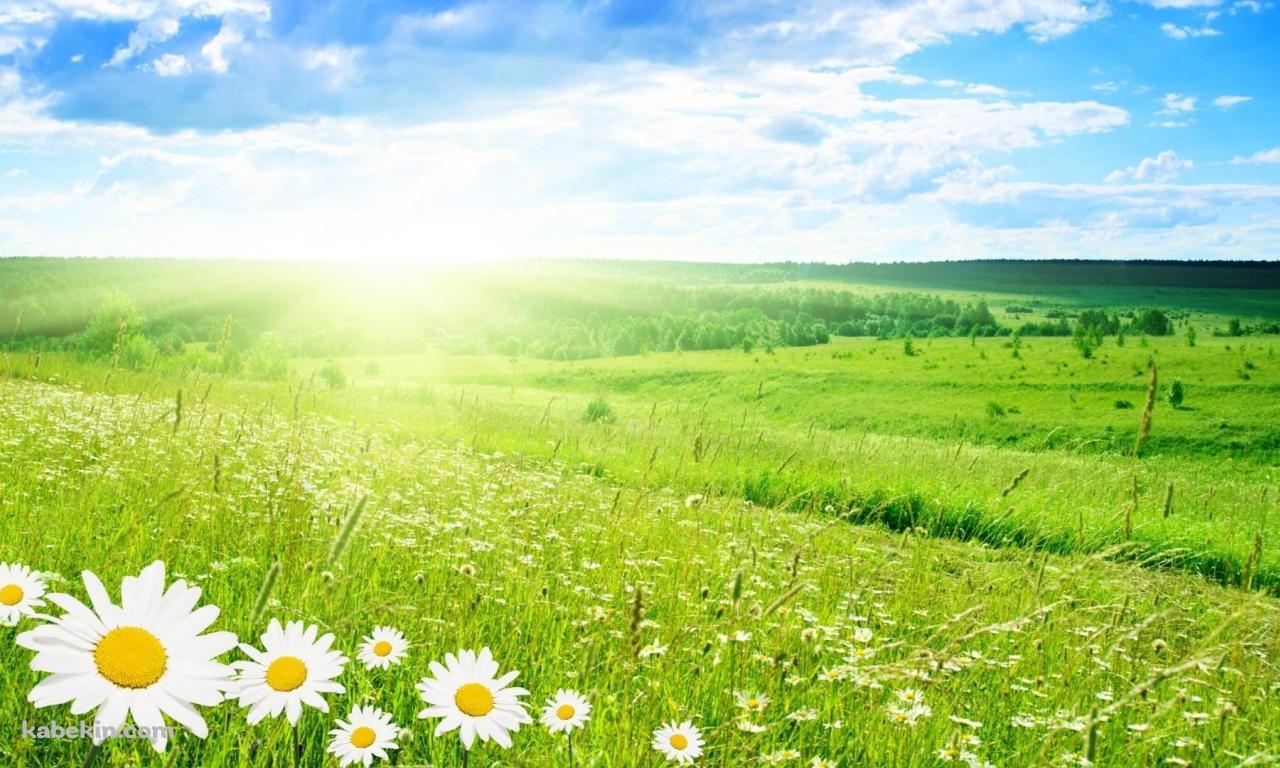 カモミールの花が咲く綺麗な草原の壁紙(1280px x 768px) 高画質 PC・デスクトップ用