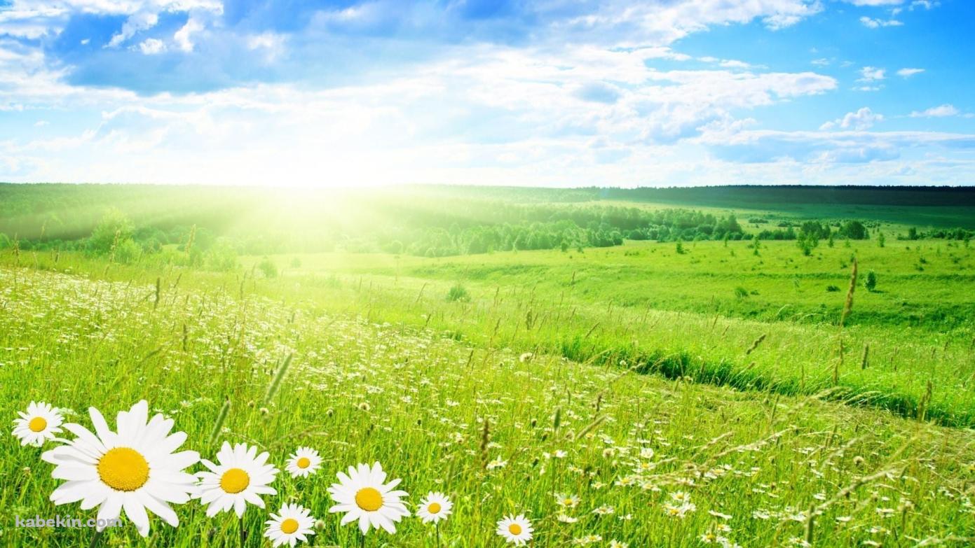 カモミールの花が咲く綺麗な草原の壁紙(1391px x 783px) 高画質 PC・デスクトップ用